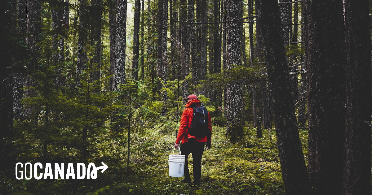 In Search of the Canadian West Coast's Favourite Fall Ingredients | Go ...